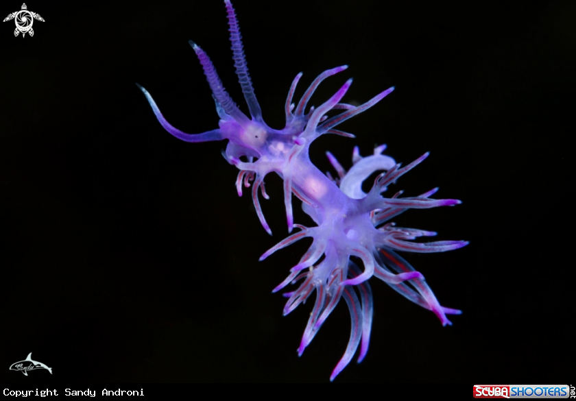 A Flabellina affinis