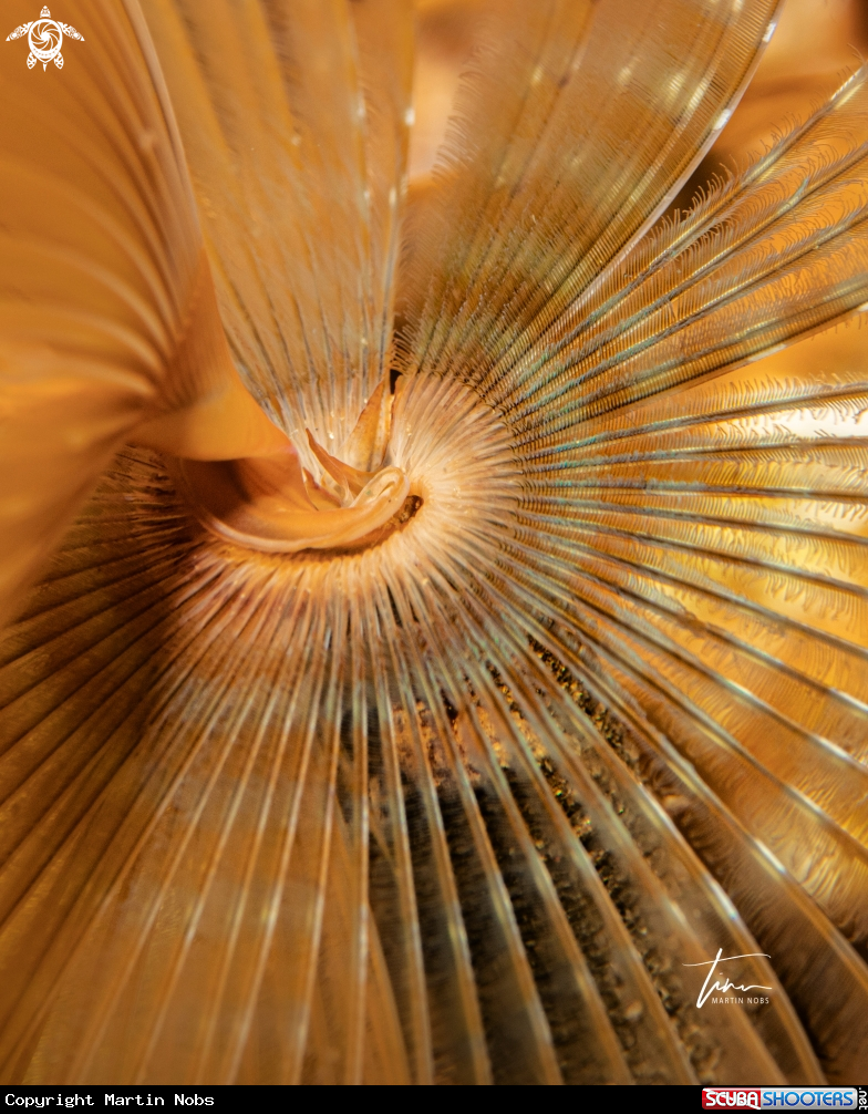 A Tubeworm