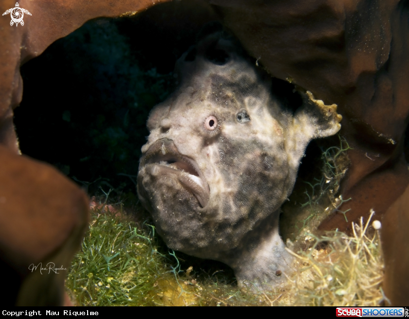 A Longlure Frogfish