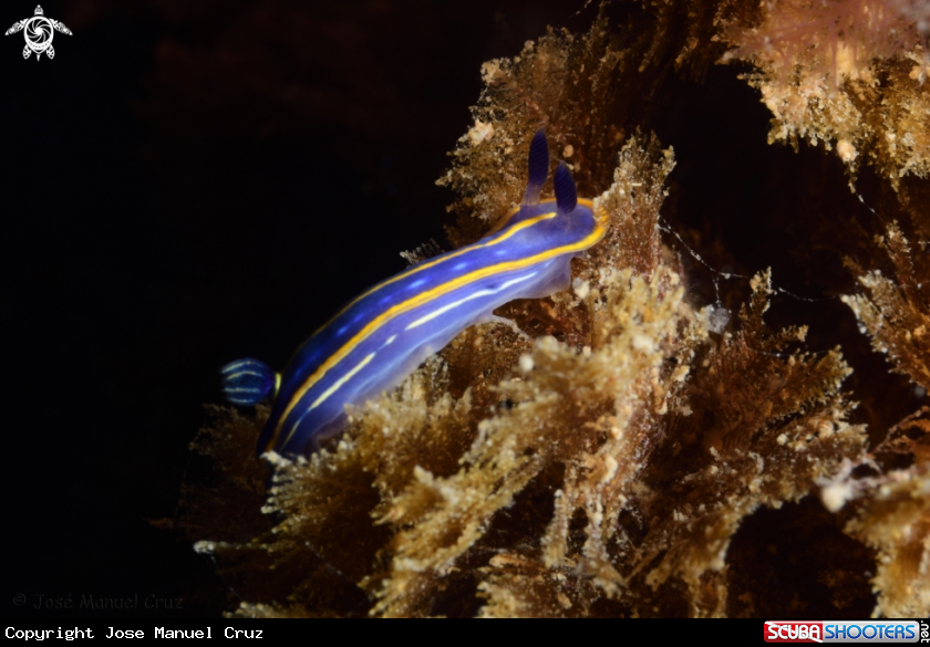 A Nudibranch