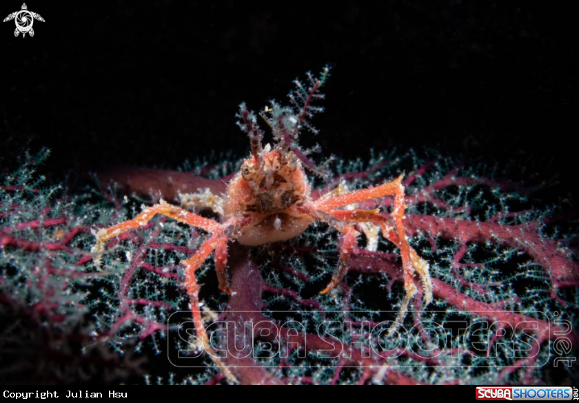 A Decorator crab