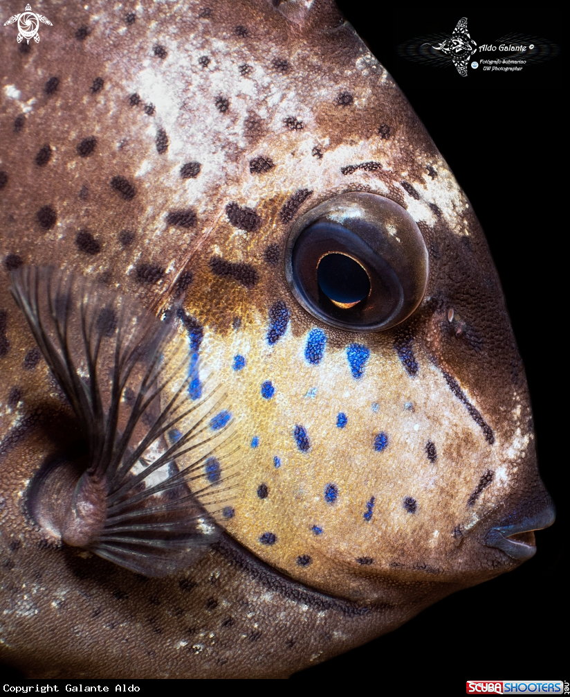 A Fish