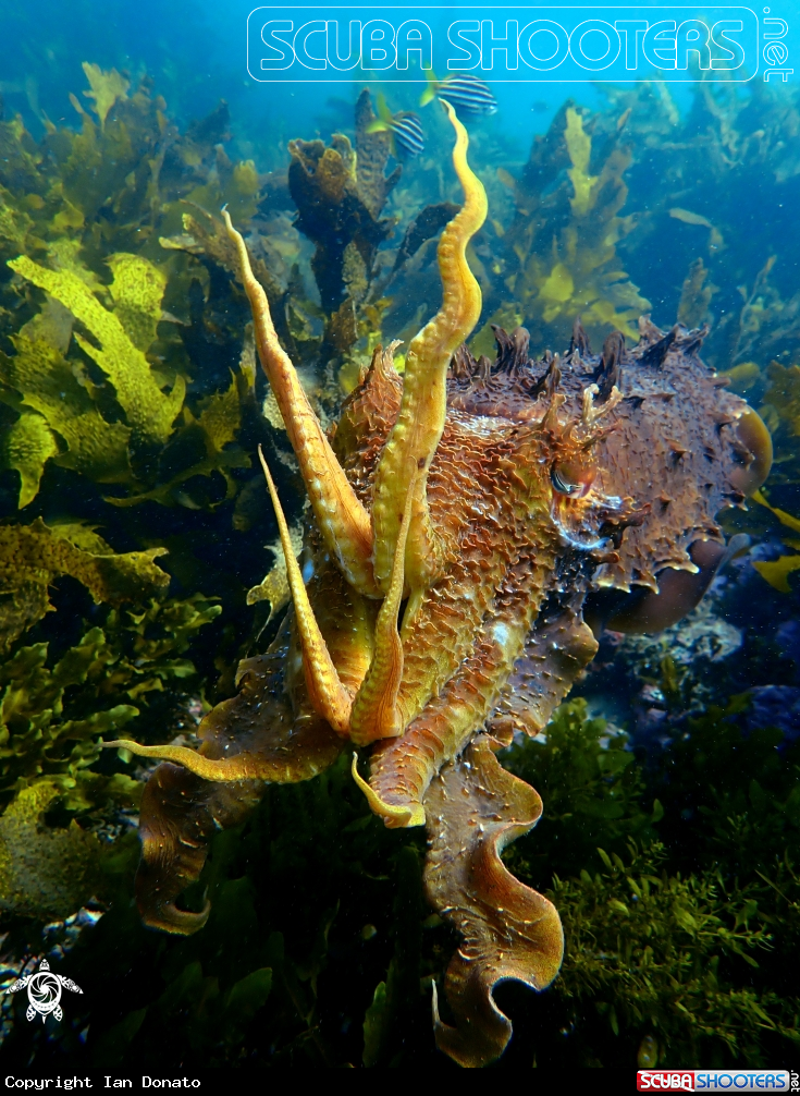 A Australian giant cuttlefish