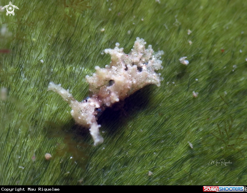 A Papillose Elysia