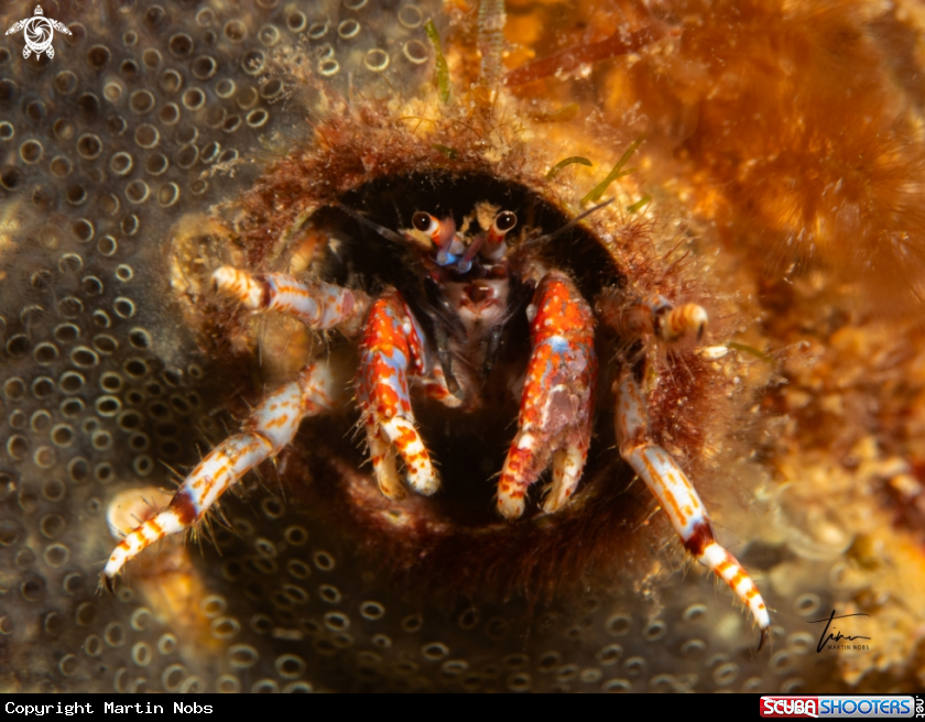 A Hermit crab