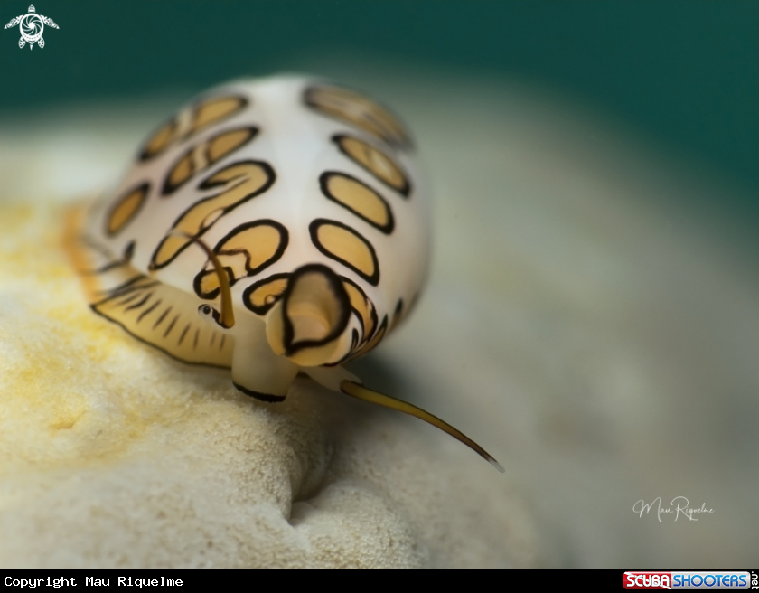A Flamingo Tongue