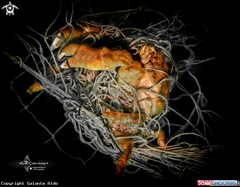 A Crab