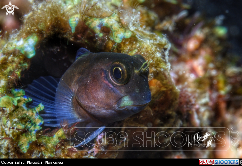 A Blenny 