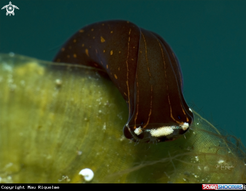 A Cuban Aglaja