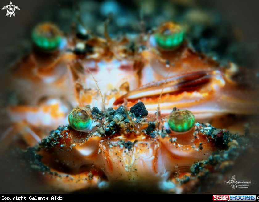 A Crab