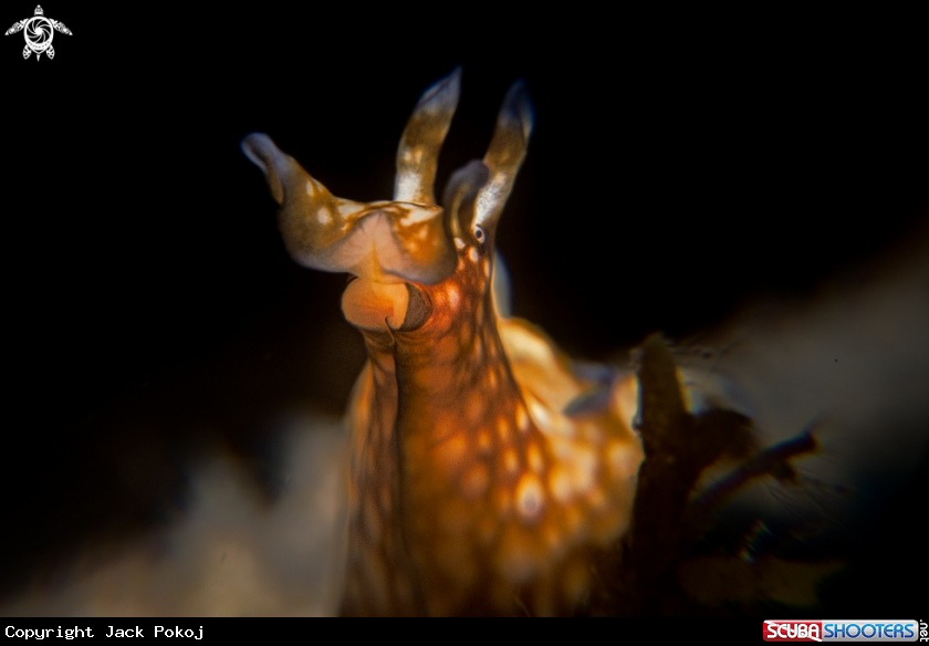 A Marine Slug