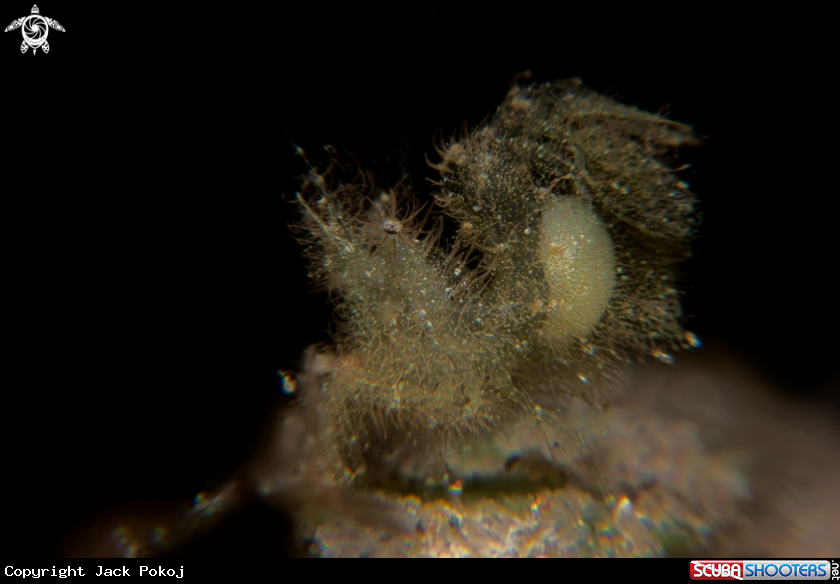 A Algae shrimp