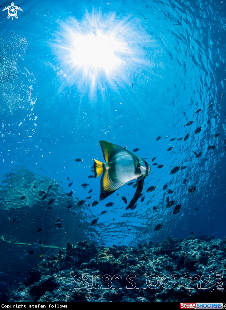 A Orbiculate Batfish