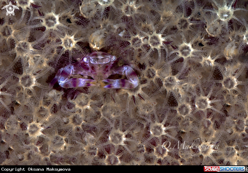 A Soft Coral Porcelain Crab