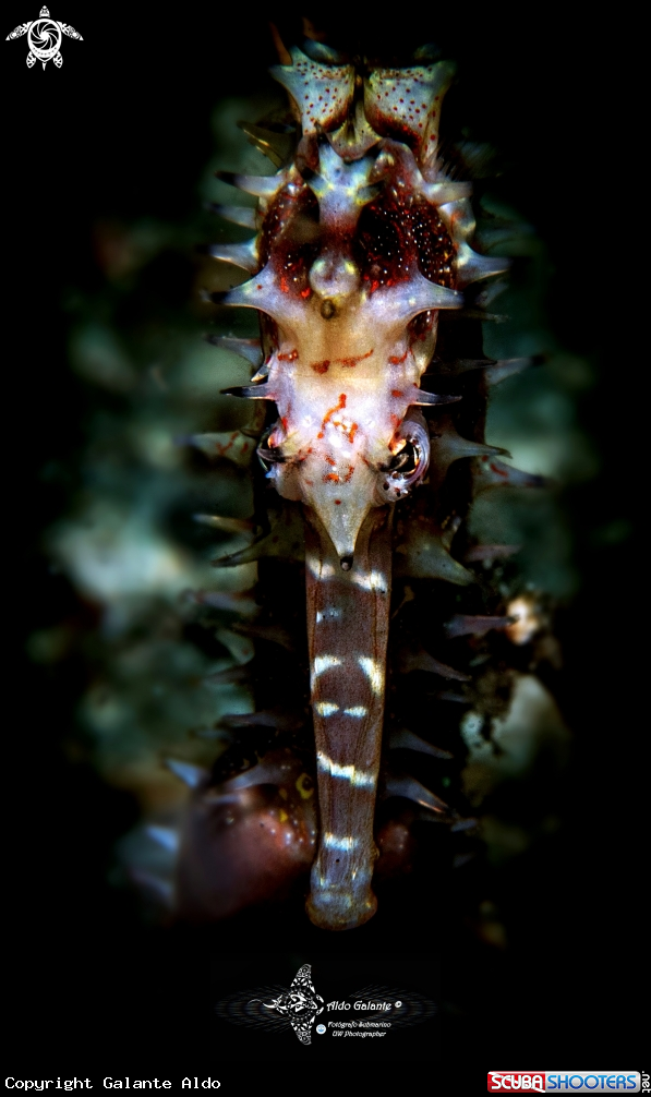 A Thorny Seahorse