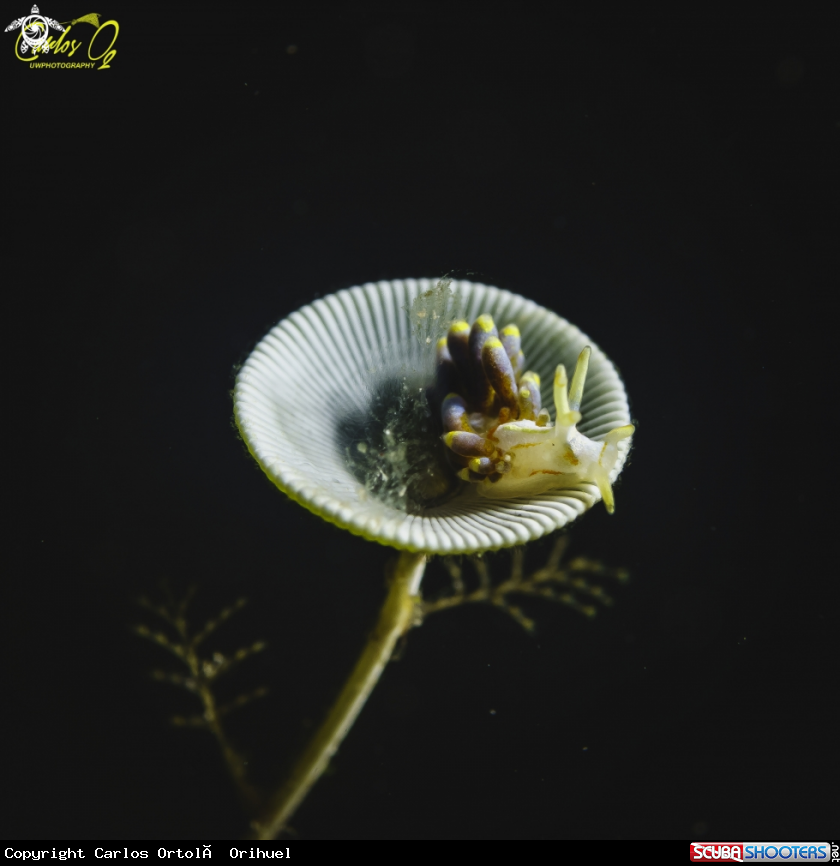 A Nudibranch