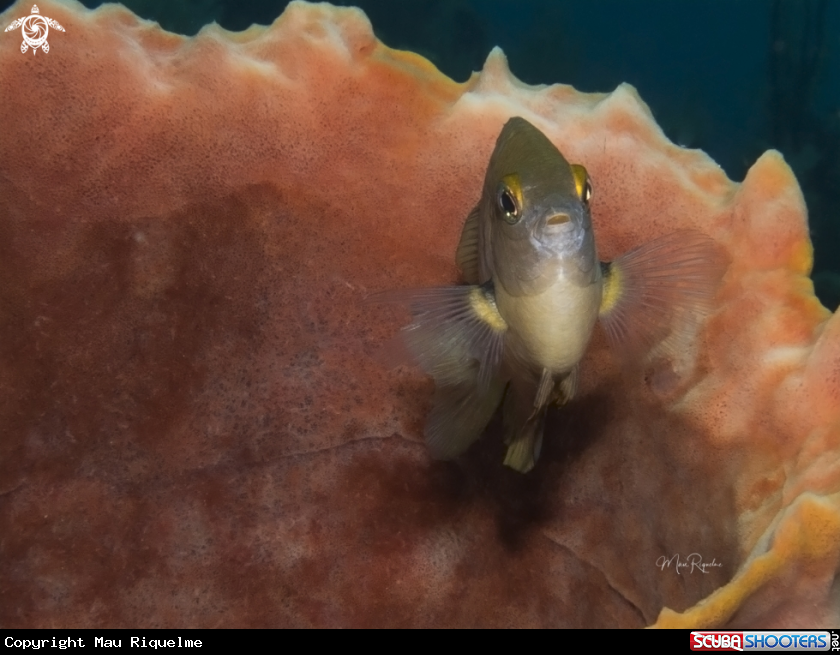 A Threespot Damselfish