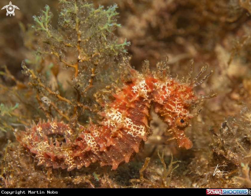 A Seahorse