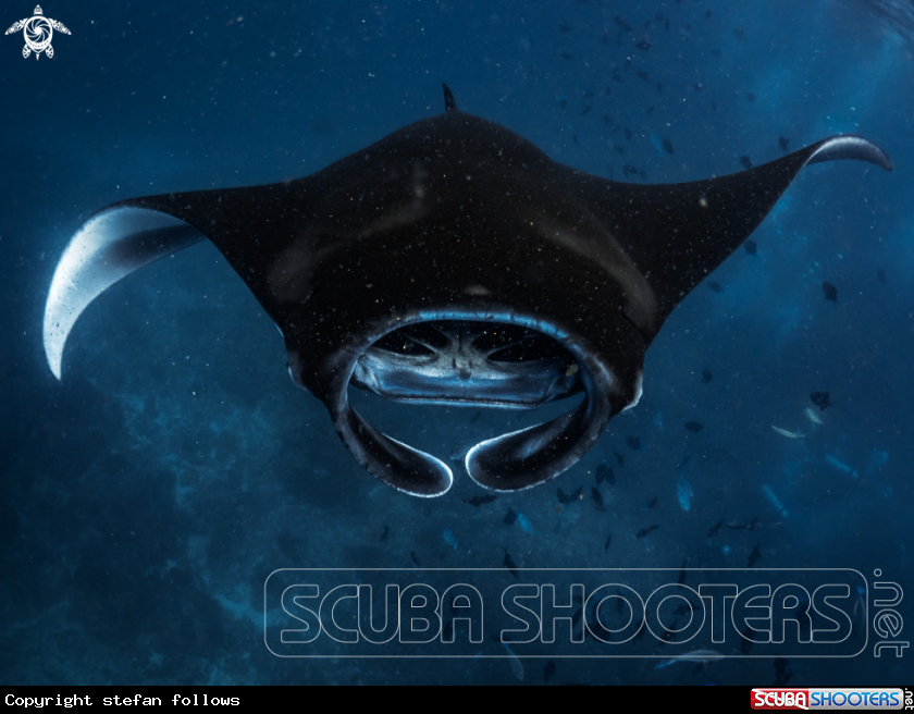 A Manta Ray