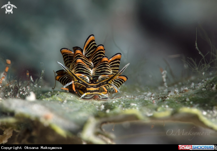 A Cyerce nigra