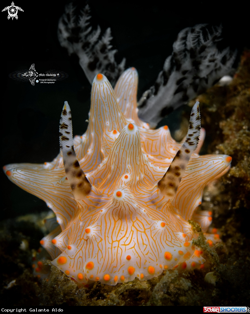 A Halgerda Nudibranch