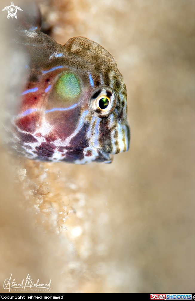A Blenny