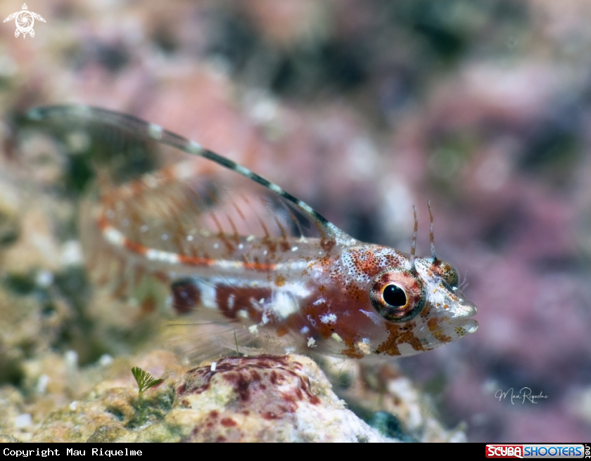 A Filament Blenny