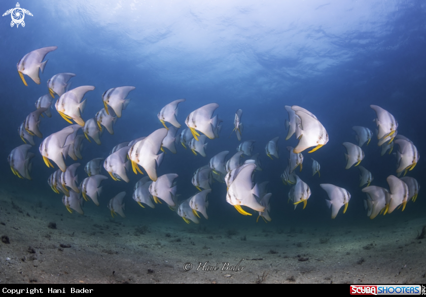 A Batfish
