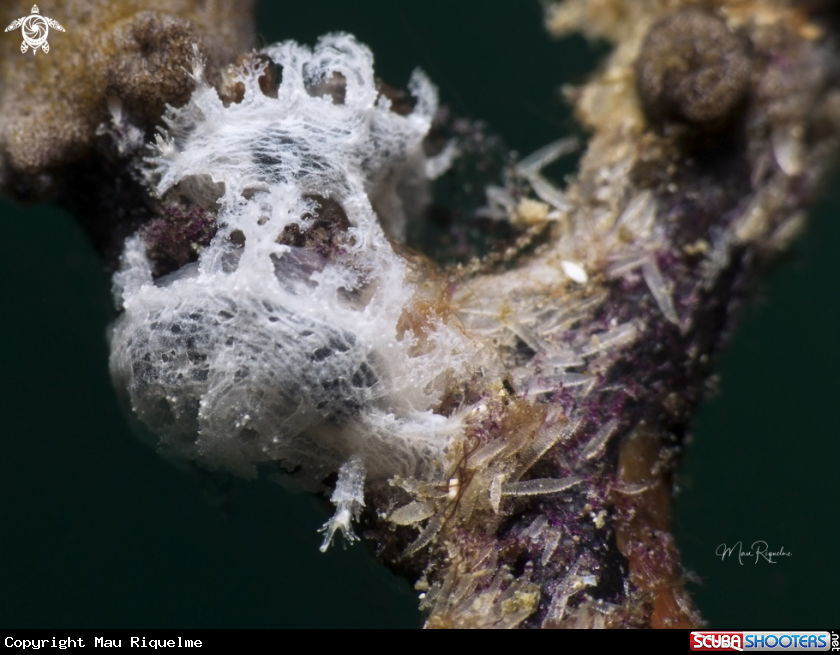 A Tufted Nudibranch