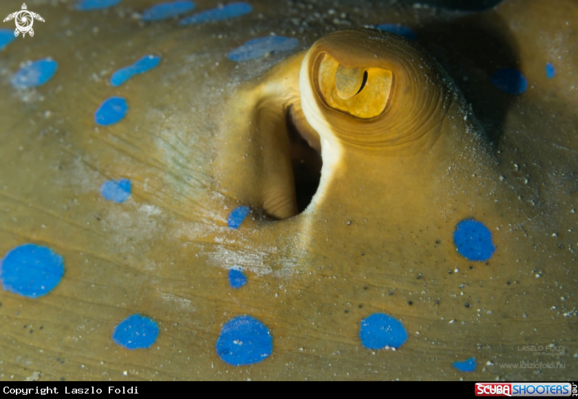 A Bluespotted stingray.