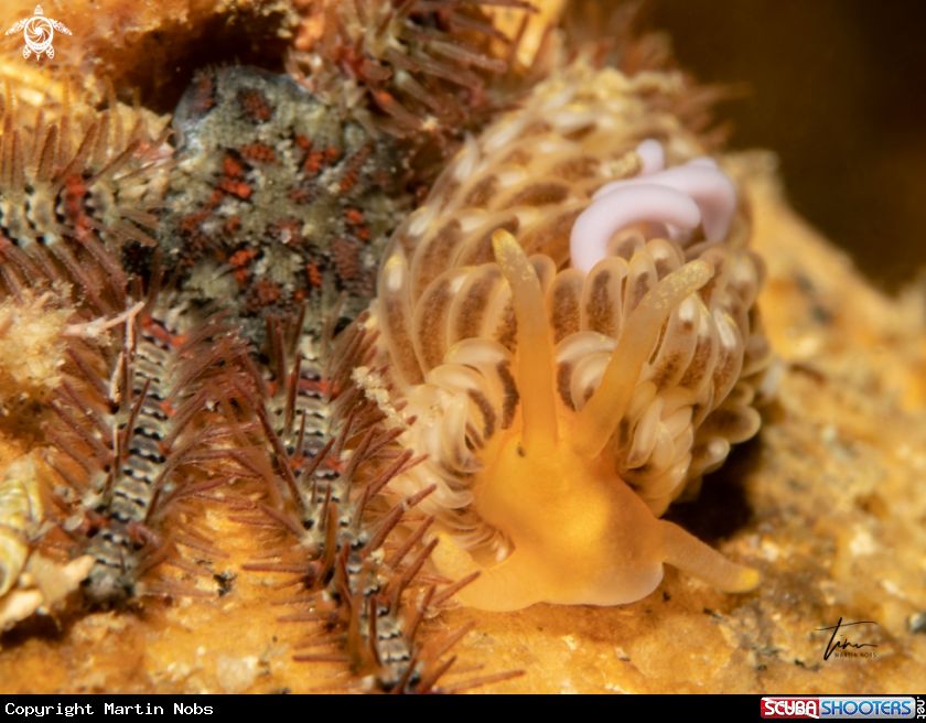 A Aeolidiella alderi