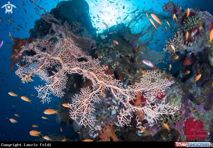 A REEF SCENE