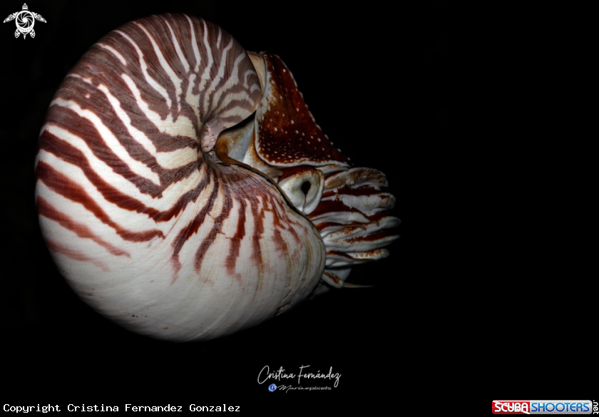 A Nautilus