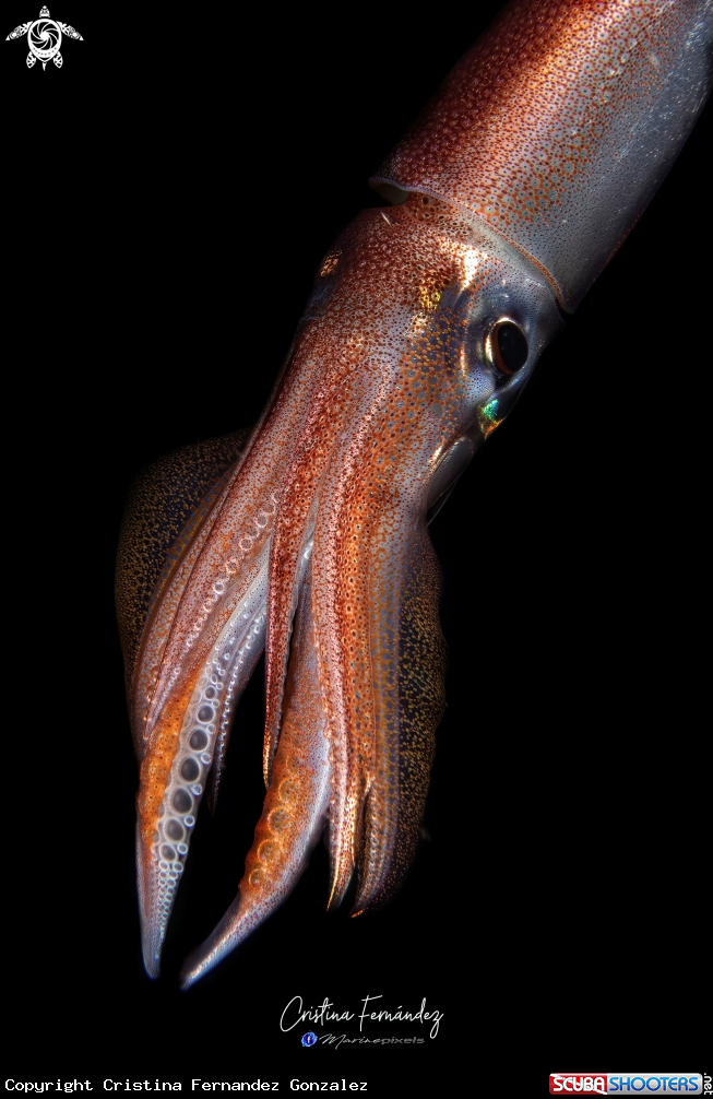 A Squid