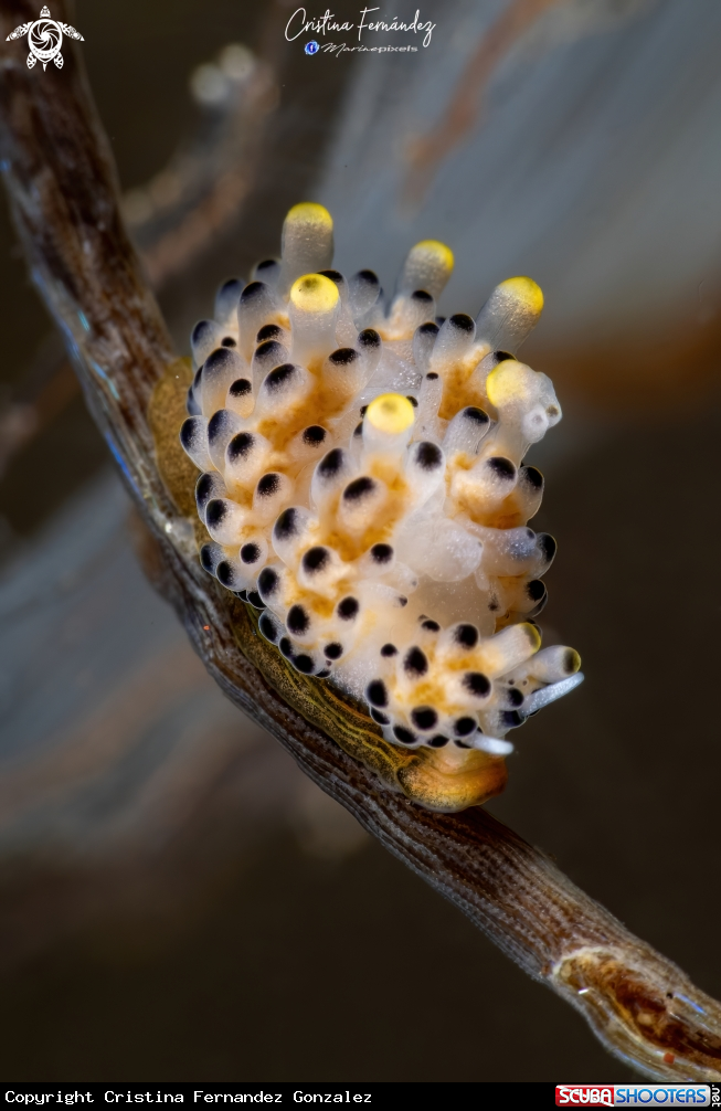 A Nudibranch