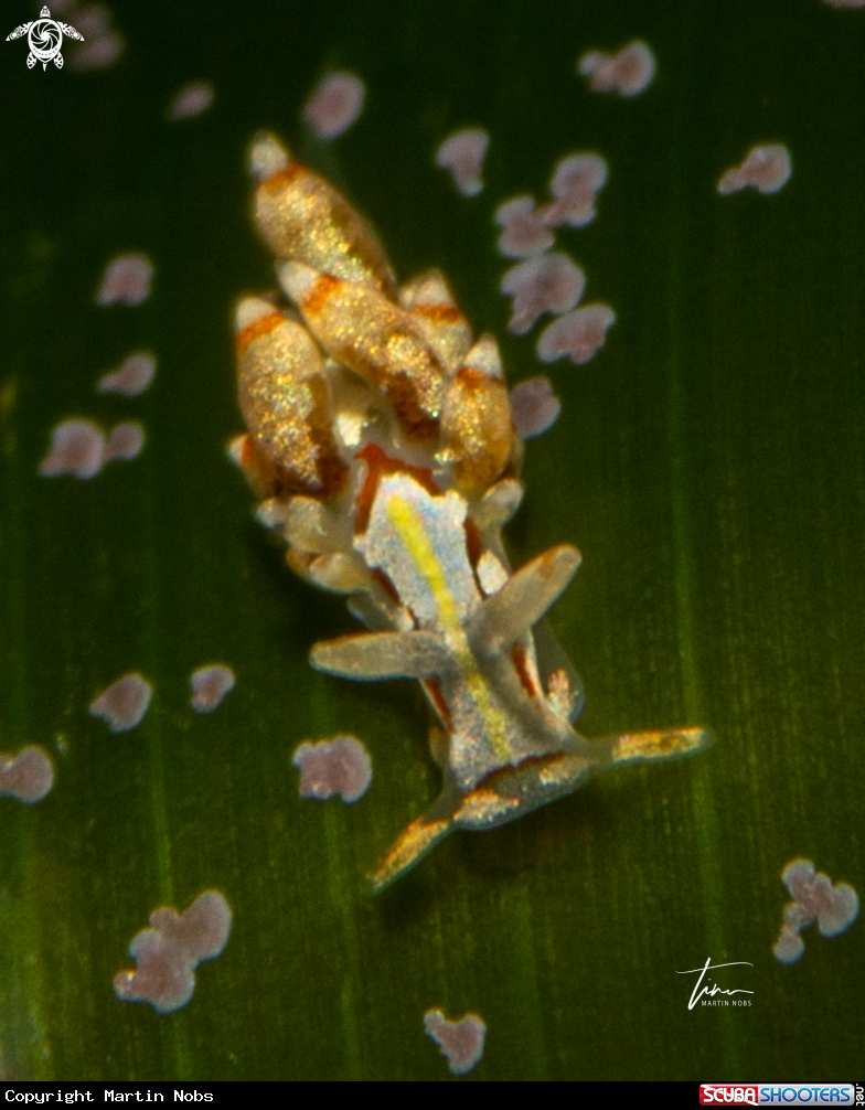 A Trinchesia genovae