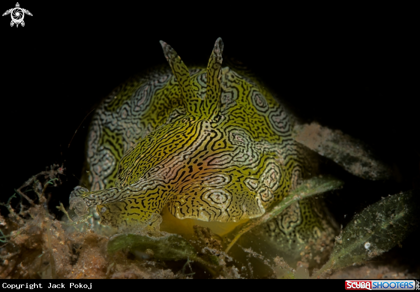 A Syphonota geographica