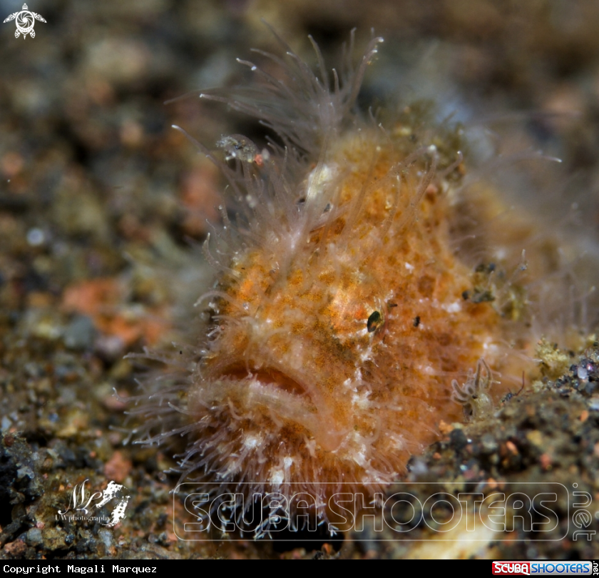 A Hairy frogfish 
