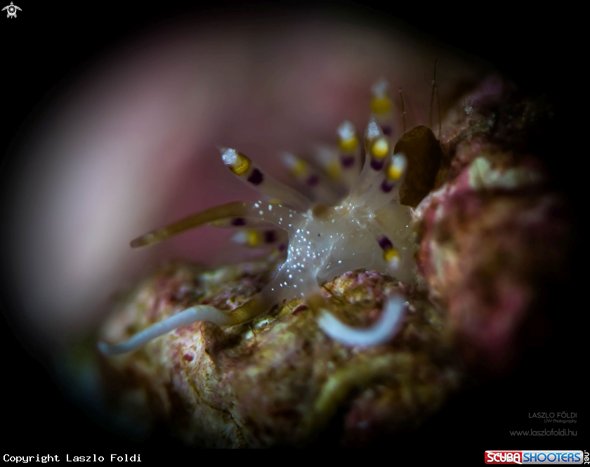 A Nudibranch