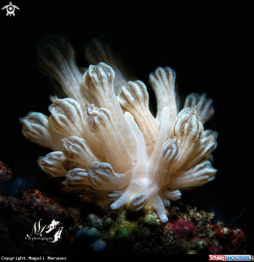 A Phyllodesmium  rudmani