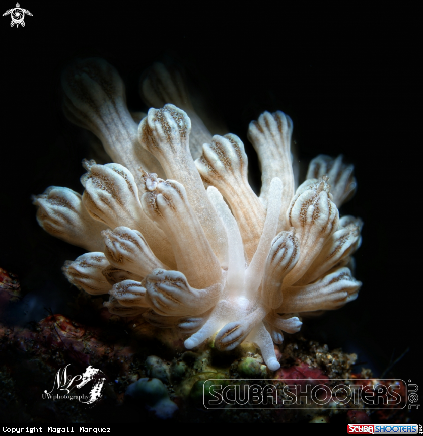 A Phyllodesmium  rudmani