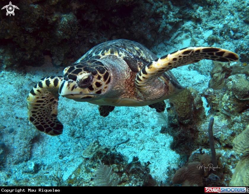 A Hawksbill Turtle