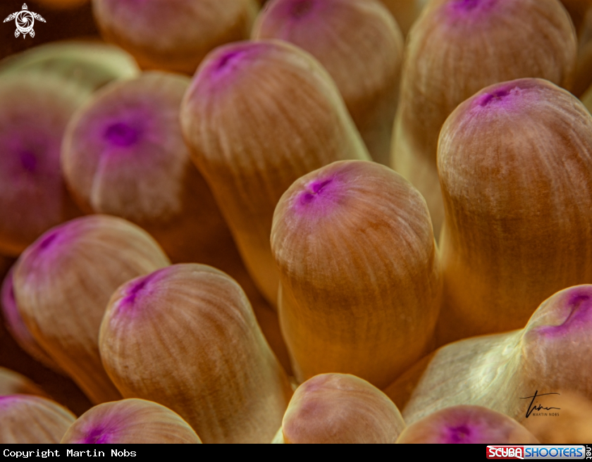 A Fat Anemone