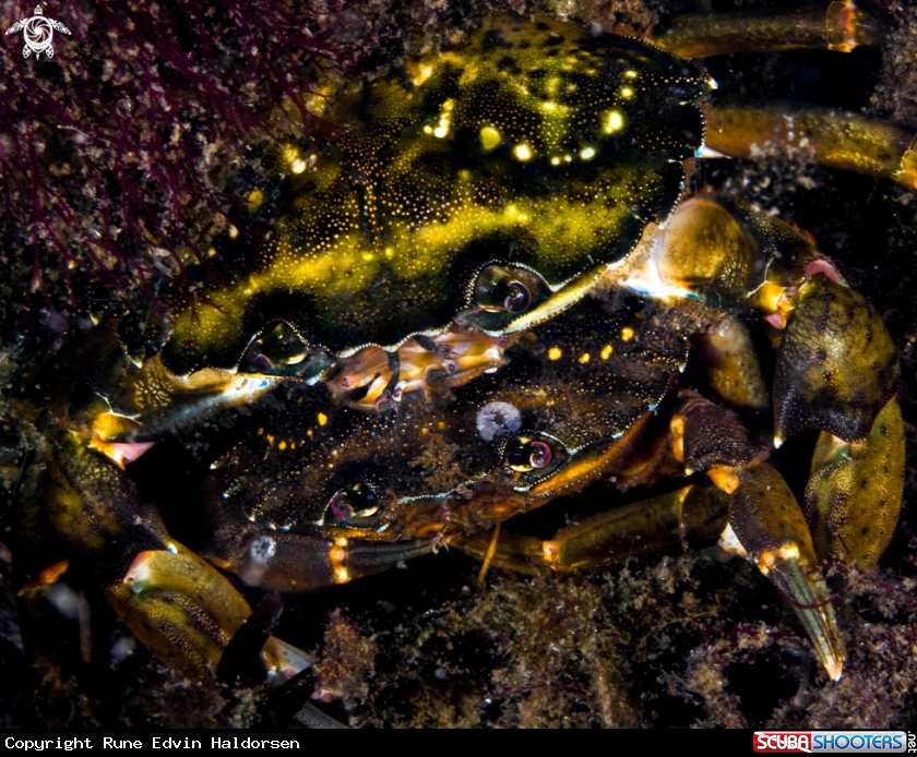 A Carcinus maenas
