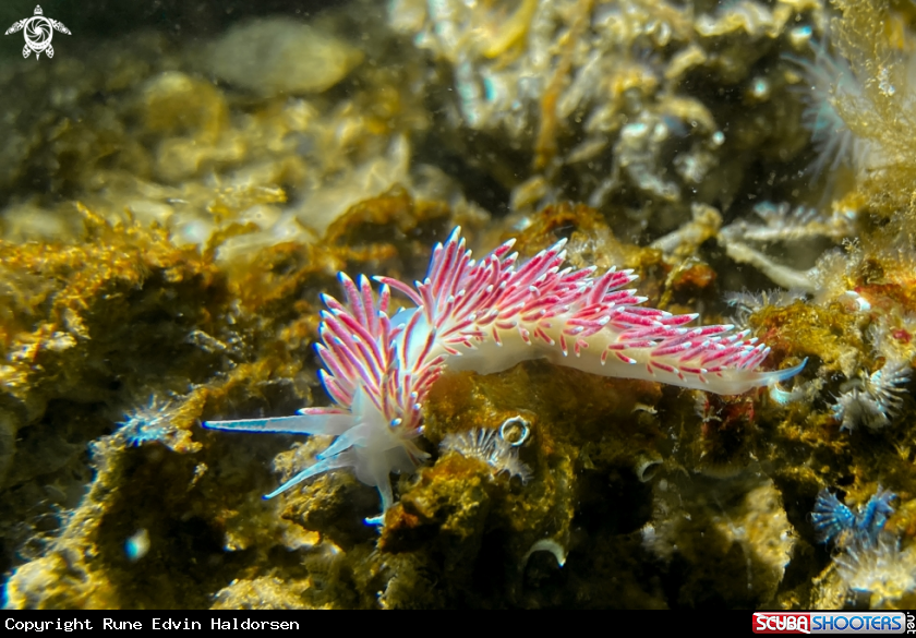 A Caronella pellucida
