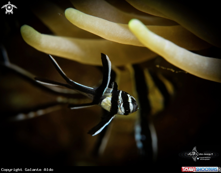 A Banggai Cardinalfish Juvenil