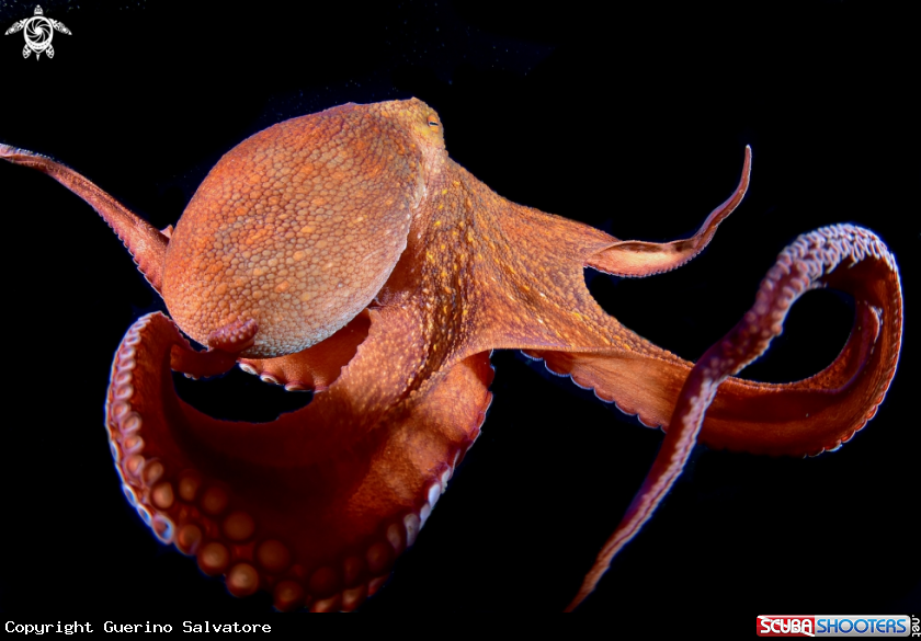 A Octopus vulgaris