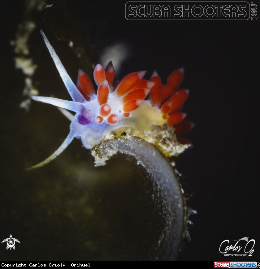A Nudibranch