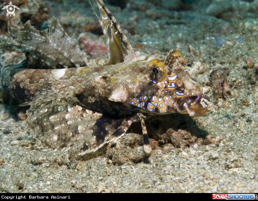 A underwater creature