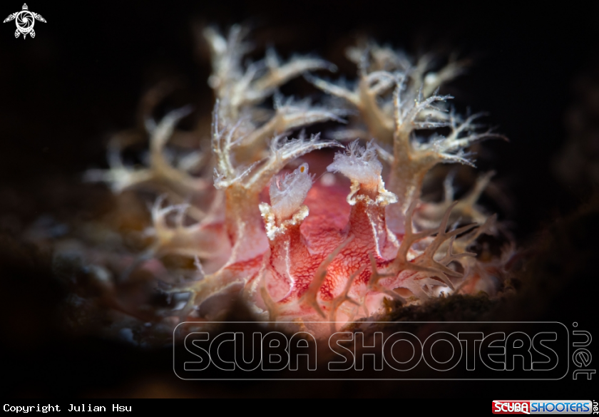 A Tritonia sp.